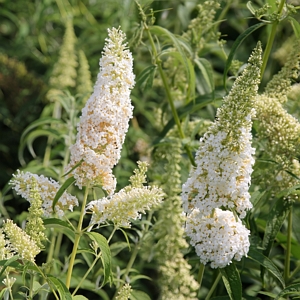 Buddelia White Profusion